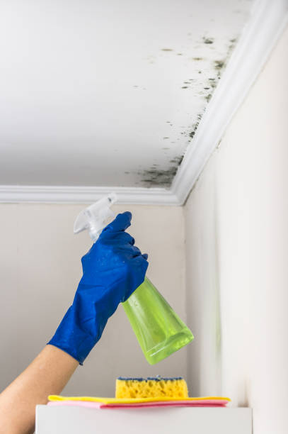 Best Mold Remediation for Specific Building Types in Auburn, GA